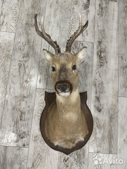 Чучело головы косули