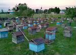 Продам пчелосемьи карника на высадку