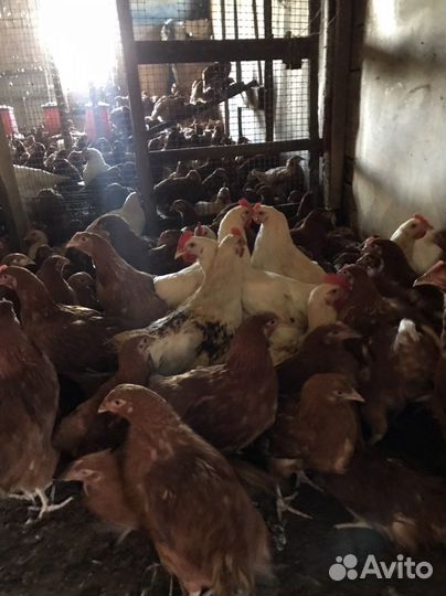 Куры и петушки молодые