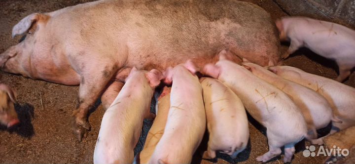 Поросята ландрас