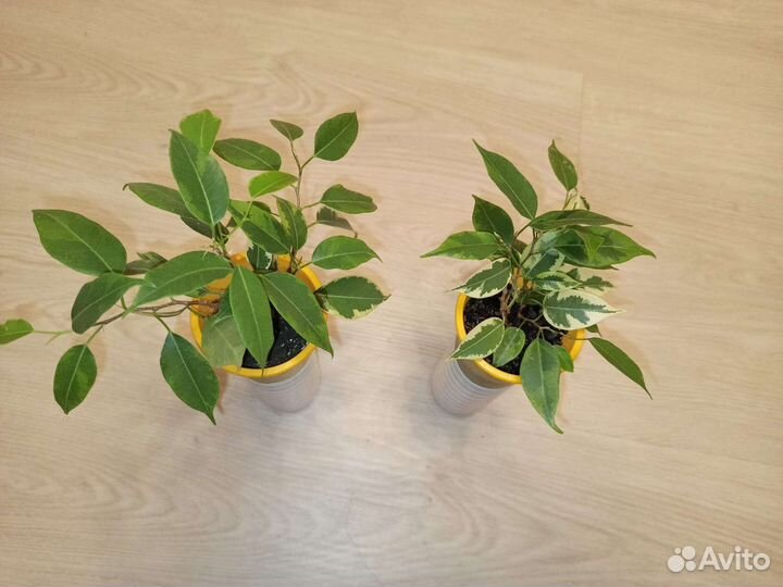 Фикус бенджамина