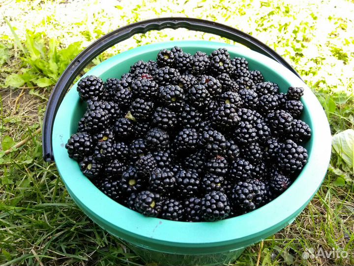 Саженцы малины, смородины, крыжовника, ежевики