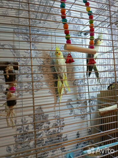 Попугаи карелла с клеткой