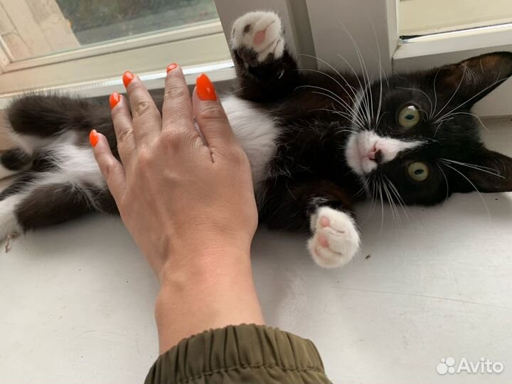 Славный мальчик котенок Яшка 2,5 мес