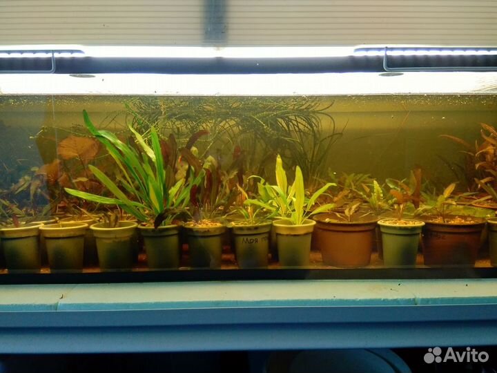 Лучшая коллекция эхинодорусов Екатеринбурга