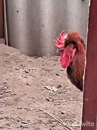 Куры петухи