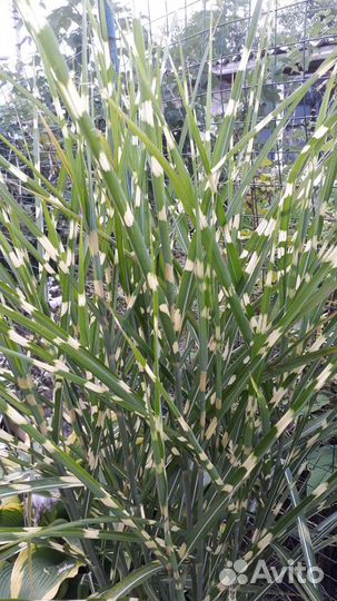 Мискантус зебринус, злак