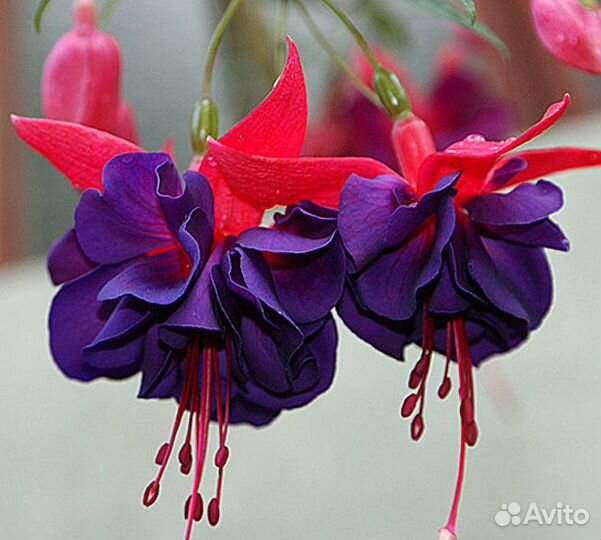 Махровая Фуксия в ассортименте