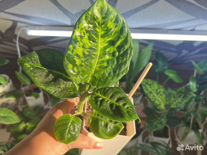 Диффенбахия Рефлектор