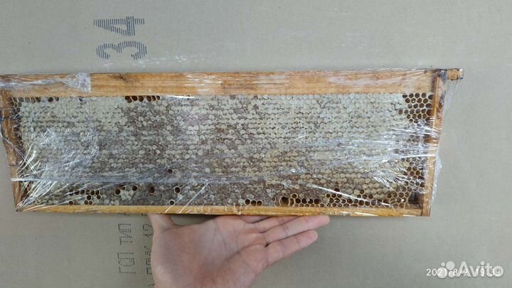 Рамка меда в сотах