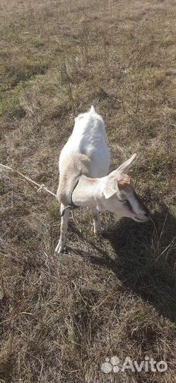 Коза дойная