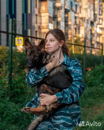 Кинолог Дрессировка собак