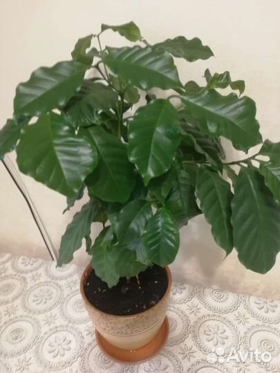 Кофейное дерево