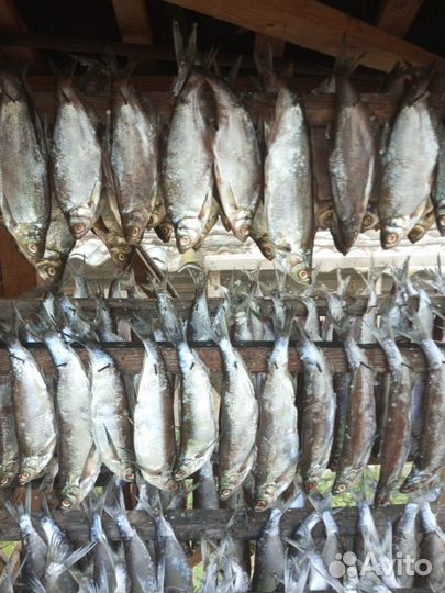 Вяленая чехонь рыба, горбуша, скумбрия, жерех