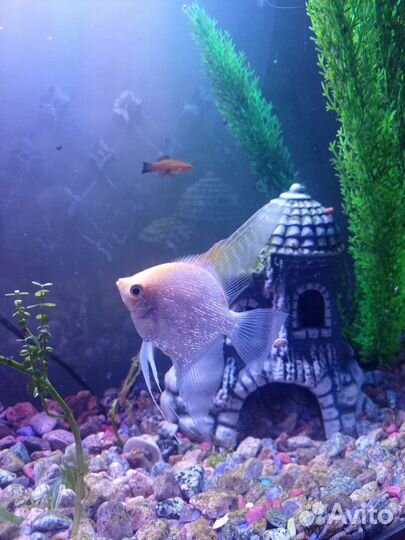 Рыбки скалярии