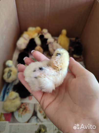 Цыплята суточные