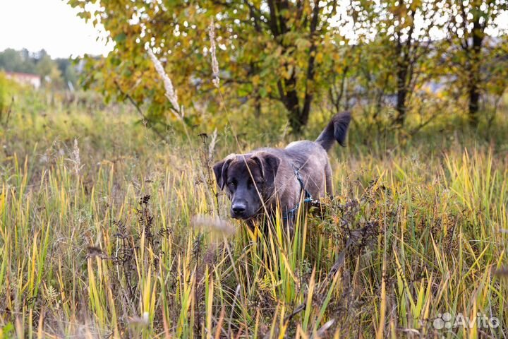 Медвежонок Барни ищет дом