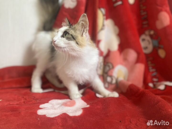 Трёхцветная кошечка Пушинка