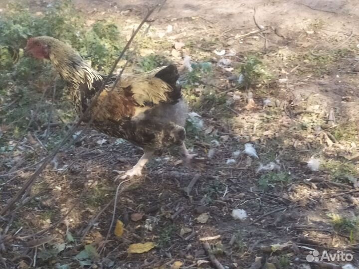 Куры разнопородистые