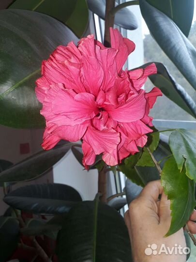 Гибискус малиновый махровый
