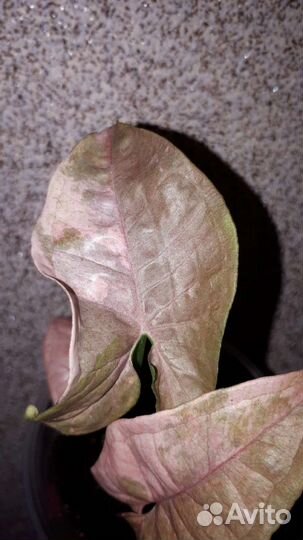 Сингониум Pink spot marble double var