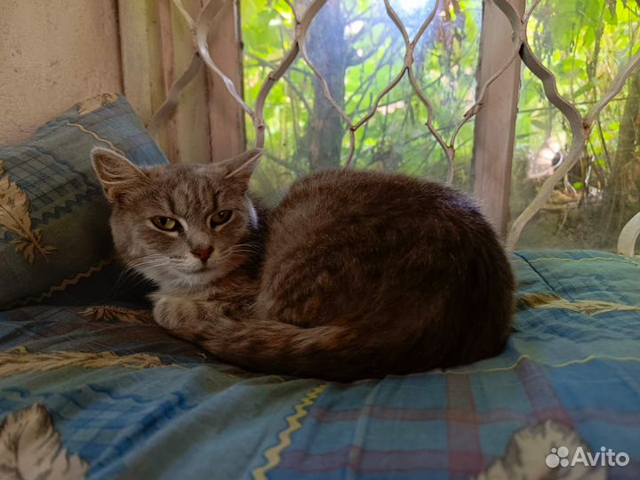 Кошка ищет дом