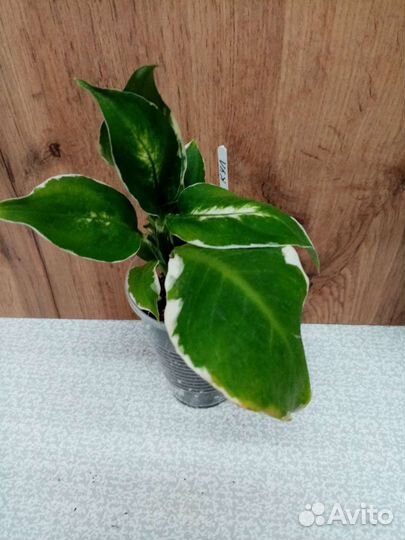 Педилантус, эпипремнум, дифинбахия