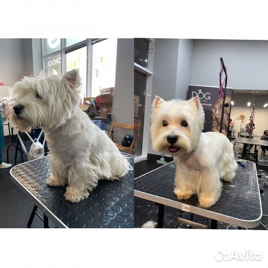 Грумер стрижка собак