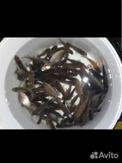 Живец для рыбалки