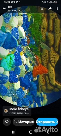 Аквариумные рыбки гуппи