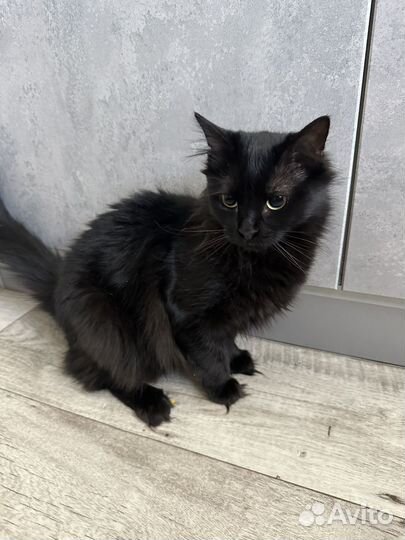 Кот и Кошка