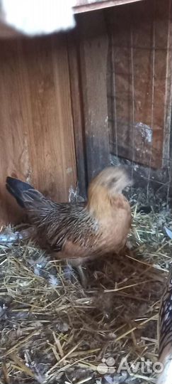 Куры бентамки