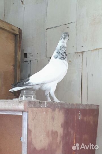 Будапештские высоколётные голуби