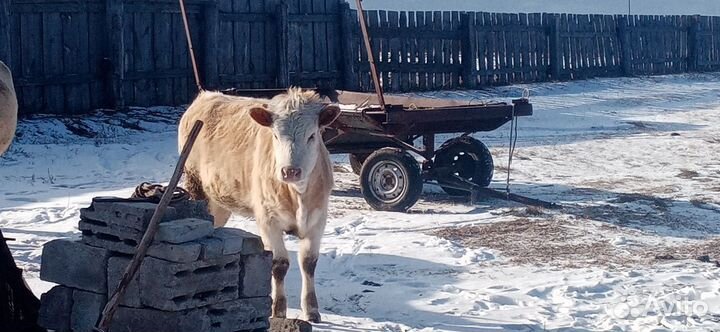 Продам двух тёлочек