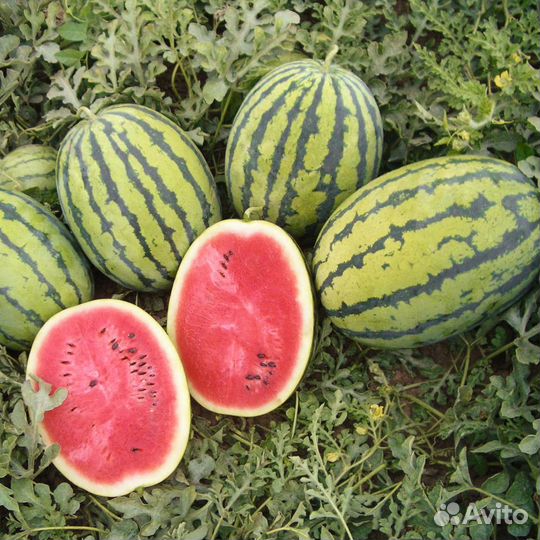 Семена арбуза Бедуин