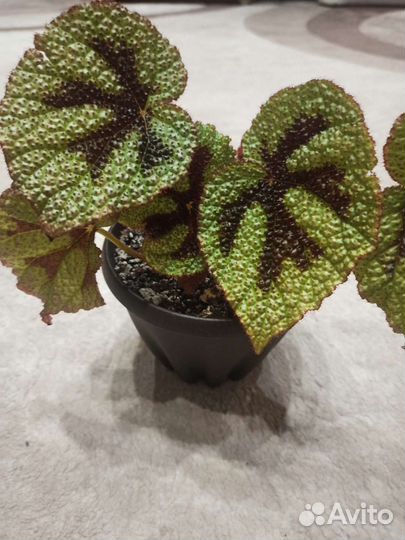 Бегония мессона