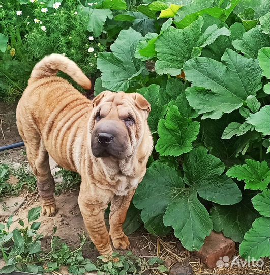 Щенки шарпей