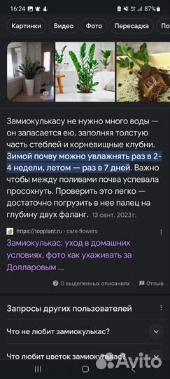 Замиокулькас