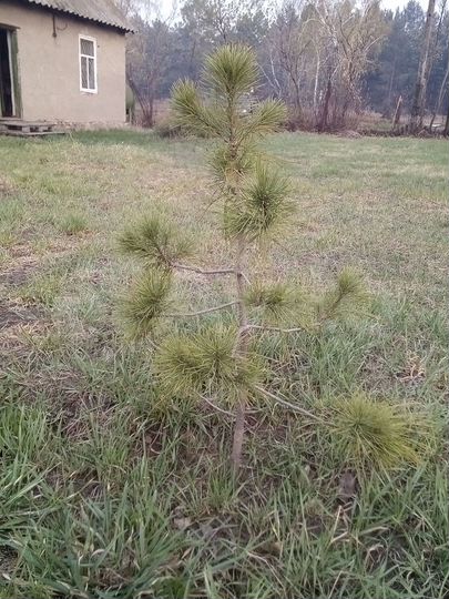 Дача 10 м² на участке 8 сот.