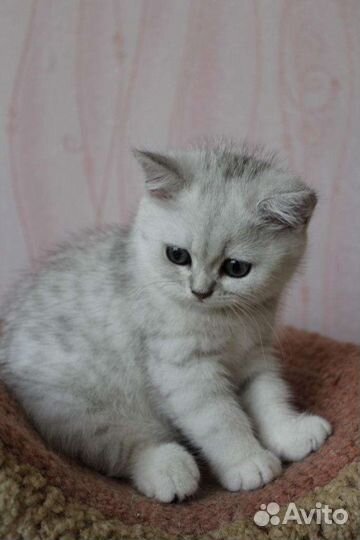 Серебристая шиншилла котята