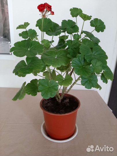 Герань пеларгония розебудная