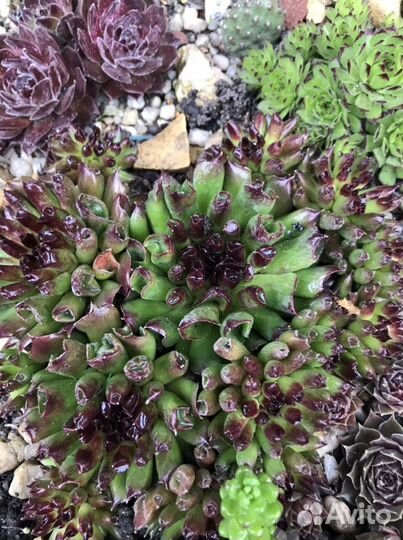 Молодило (каменная роза)