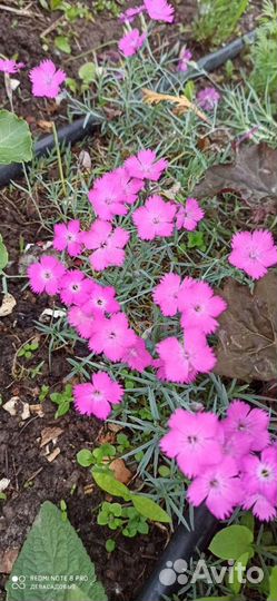 Растения для альпийской горки