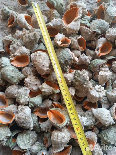 Морские ракушки раковины