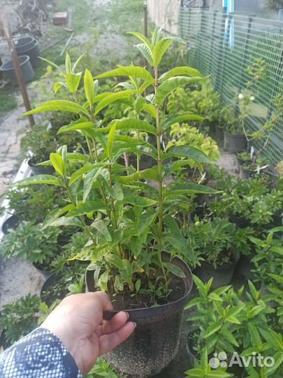 Флокс метельчатый