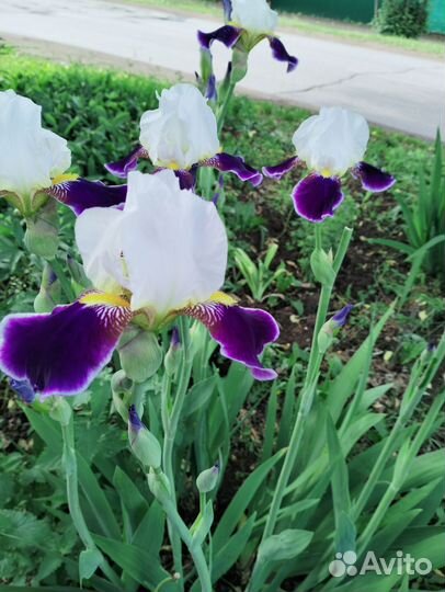 Ирисы