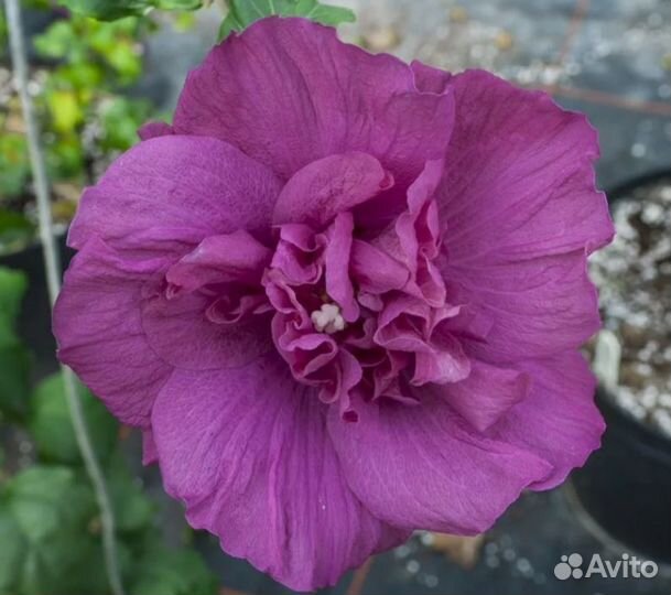Гибискус серийский махровые уличные многолетки