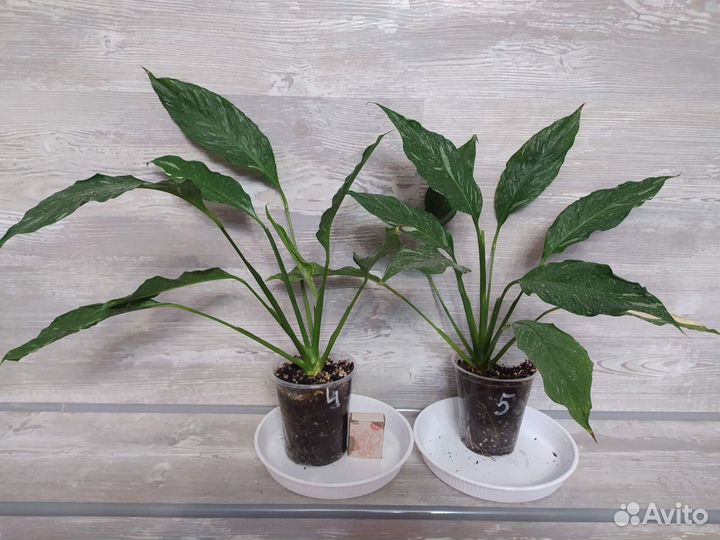 Спацифиллум