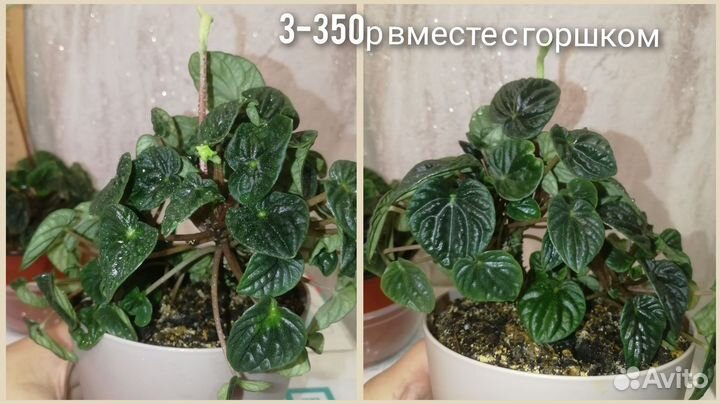 Пеперомия Лилиан