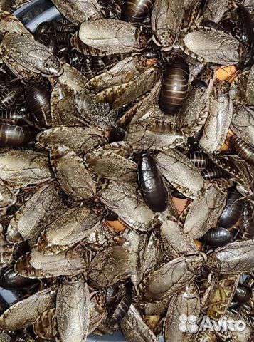 Мраморные тараканы